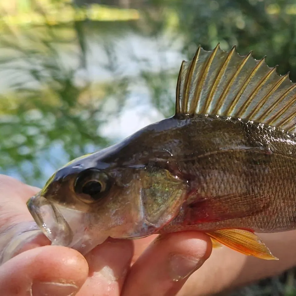 European perch caught on Fishbrain