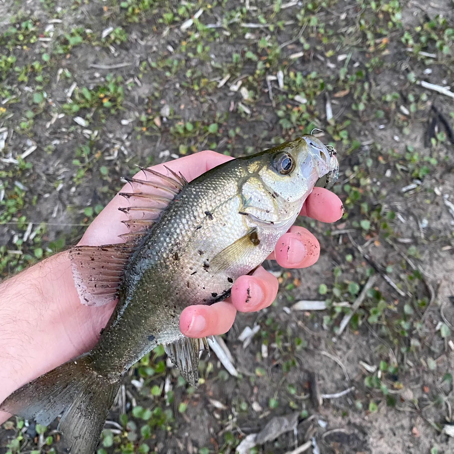 The most recent Estuary perch catches on Fishbrain