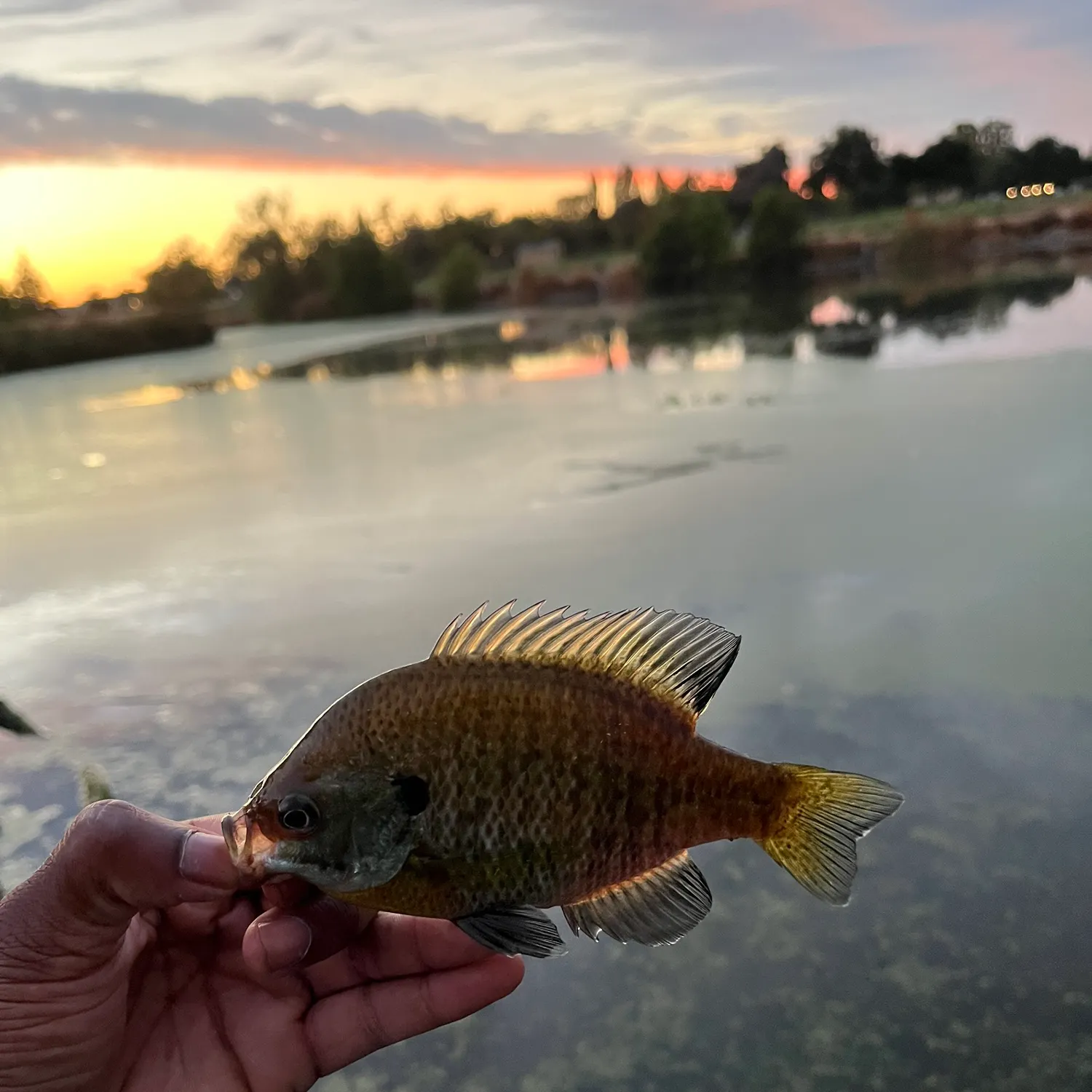 Bluegill caught on Fishbrain