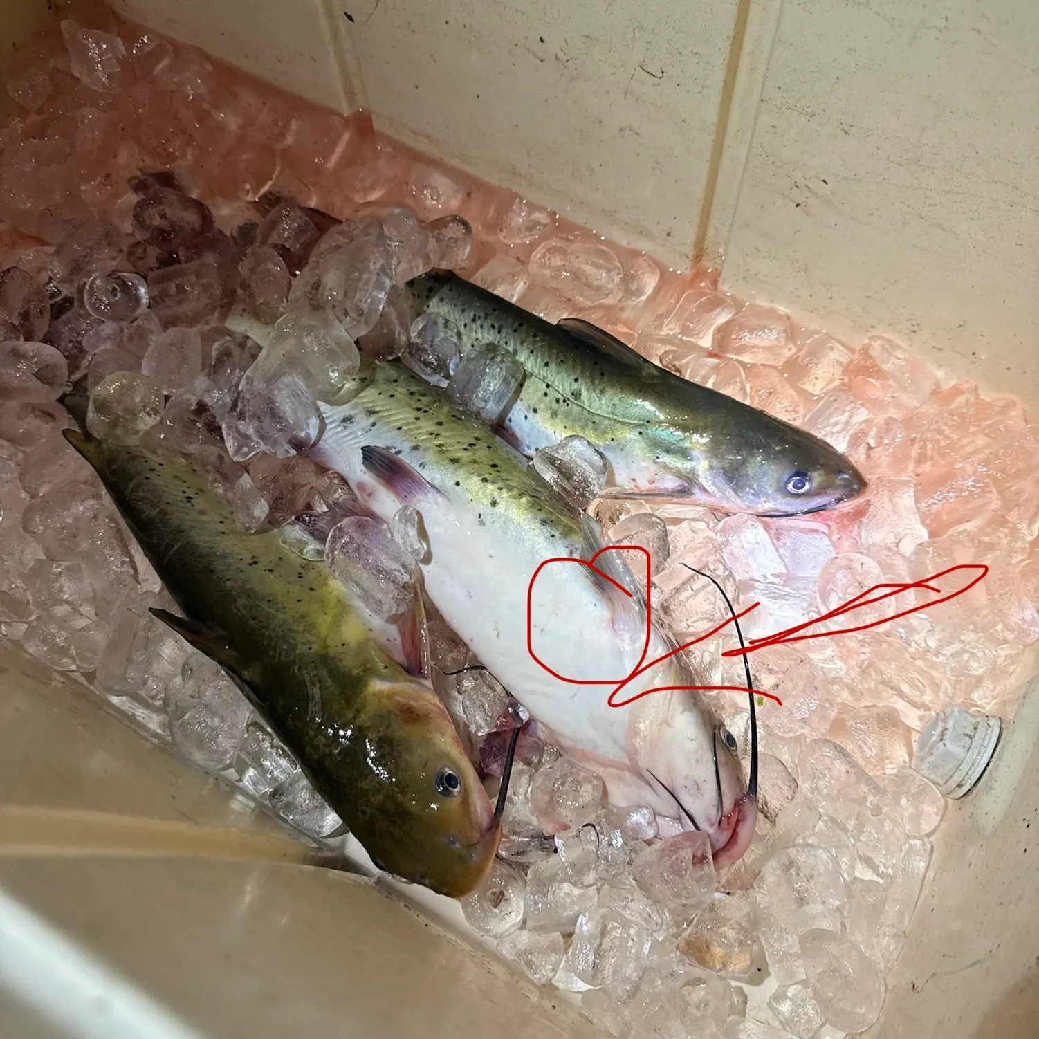 The most recent Headwater catfish catches on Fishbrain