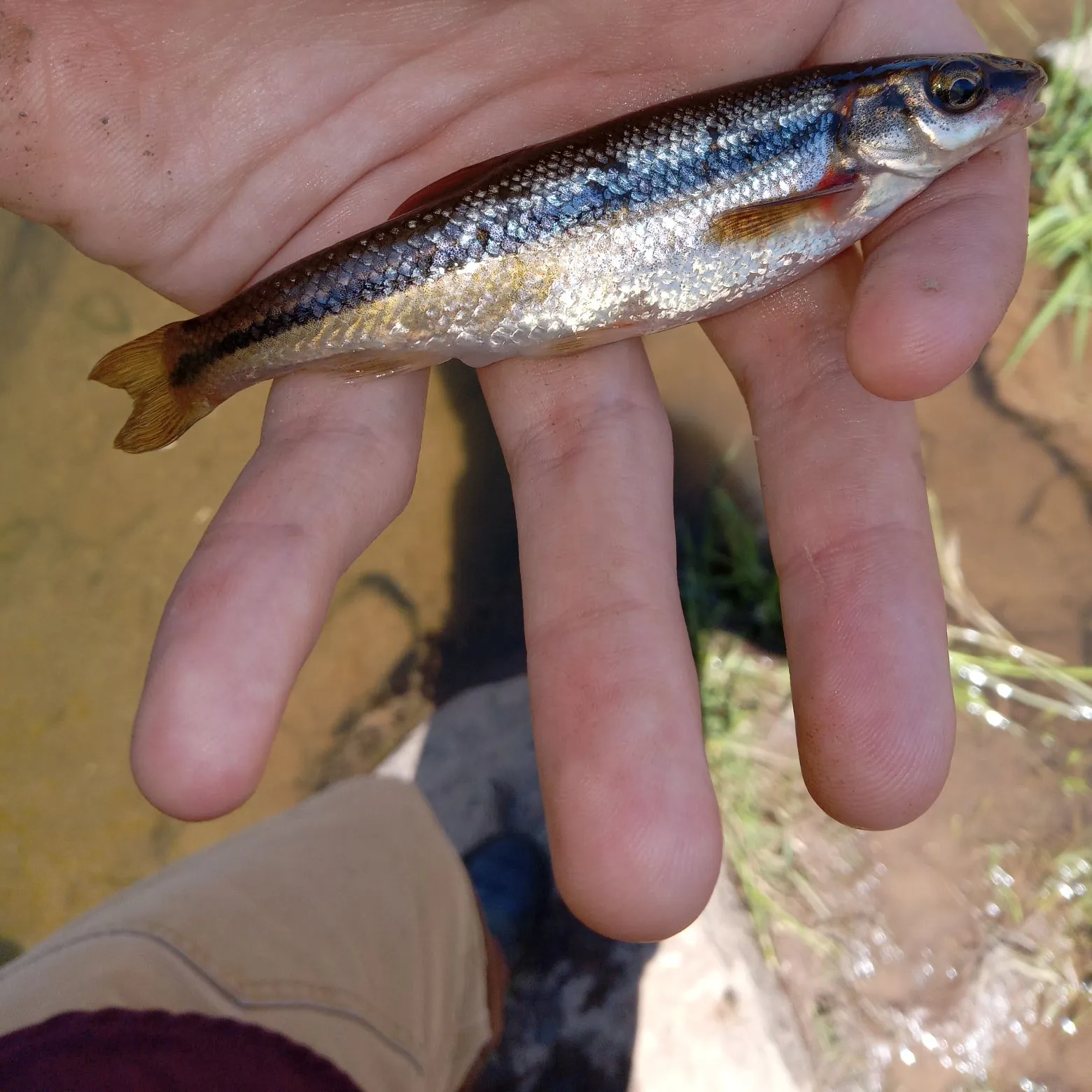 The most recent Lake chub catches on Fishbrain