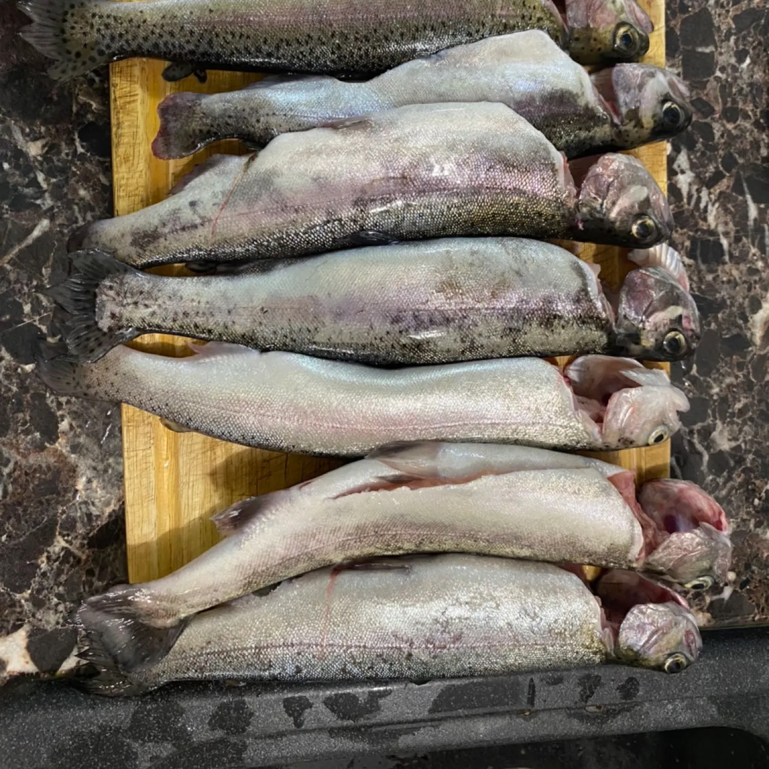 recently logged catches