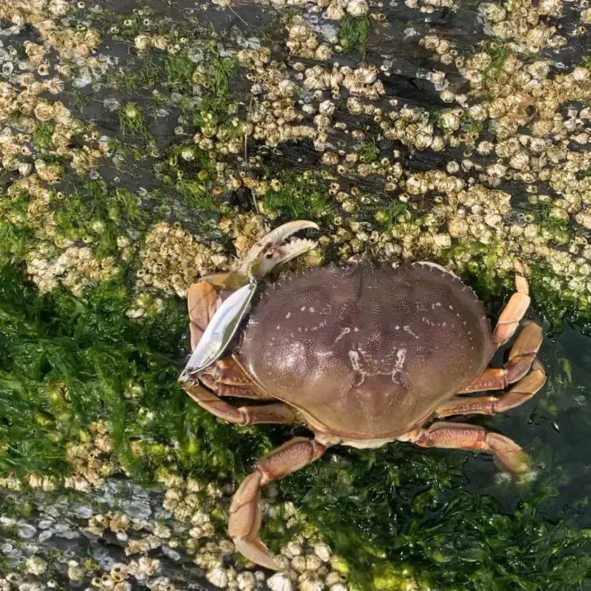 Dungeness crab caught on Fishbrain