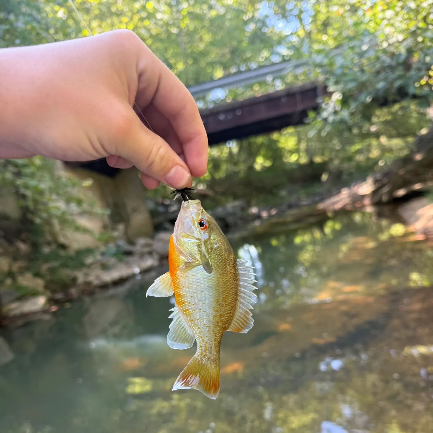 Redbreast sunfish caught on Fishbrain