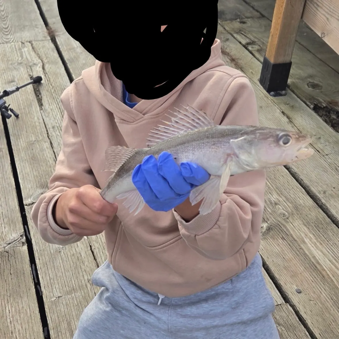 Walleye caught on Fishbrain
