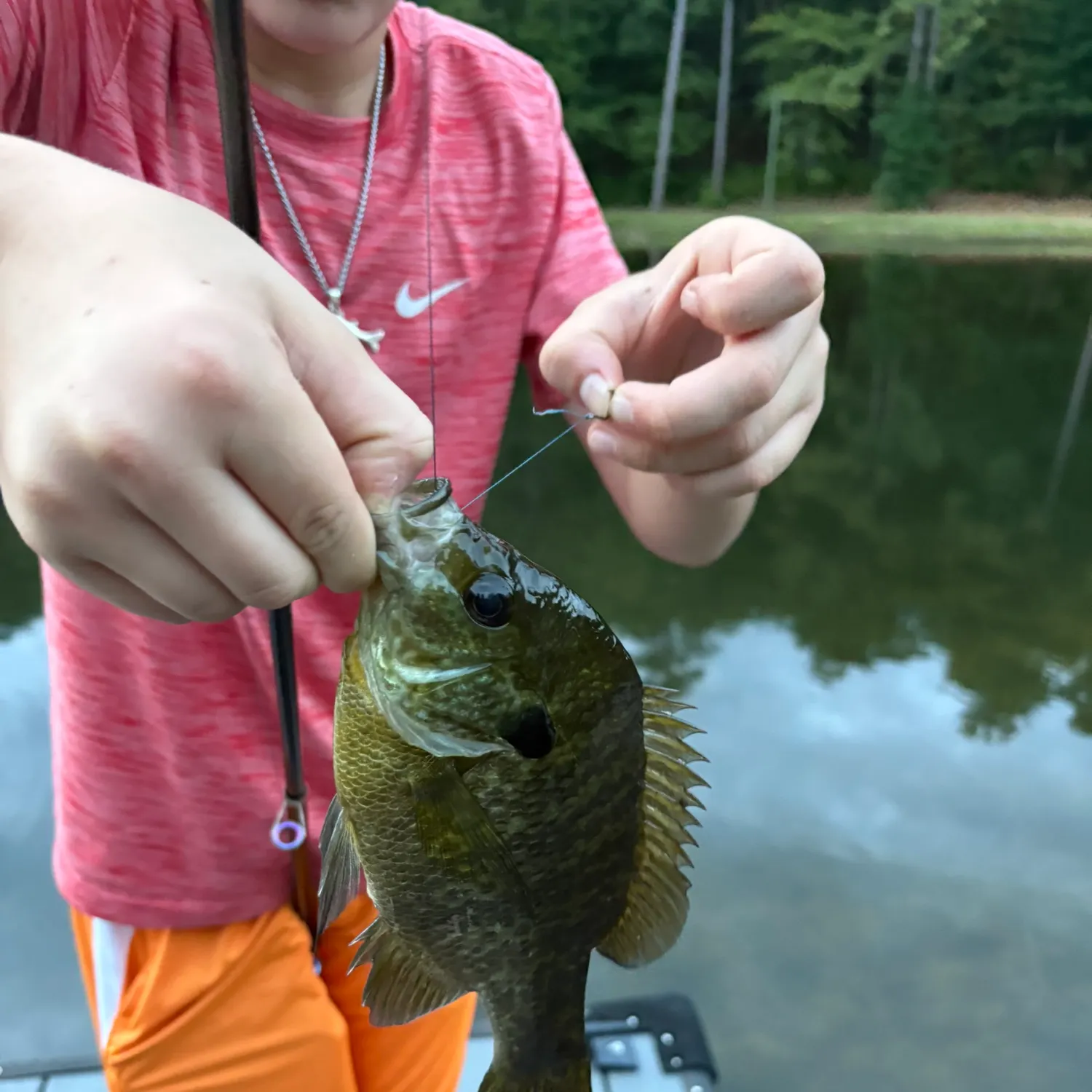 Bluegill caught on Fishbrain