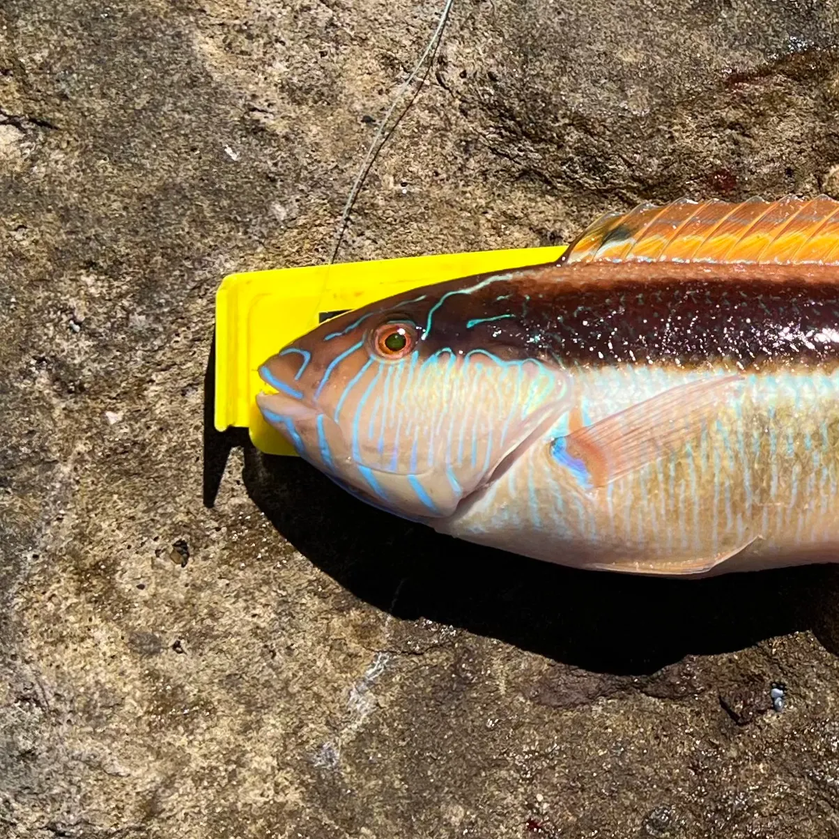 Maori wrasse caught on Fishbrain
