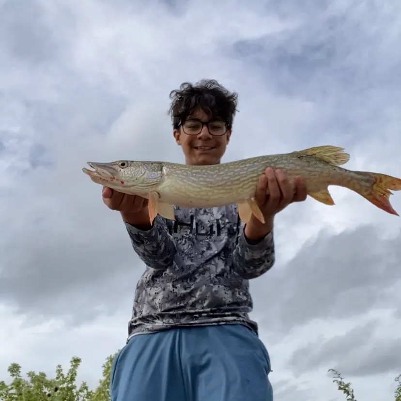 Northern pike caught on Fishbrain