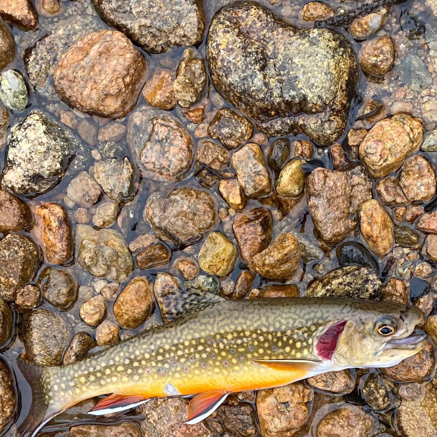 The most recent Brook trout catches on Fishbrain