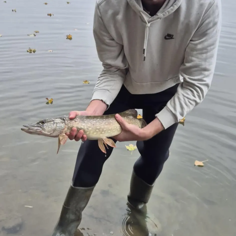 Northern pike caught on Fishbrain