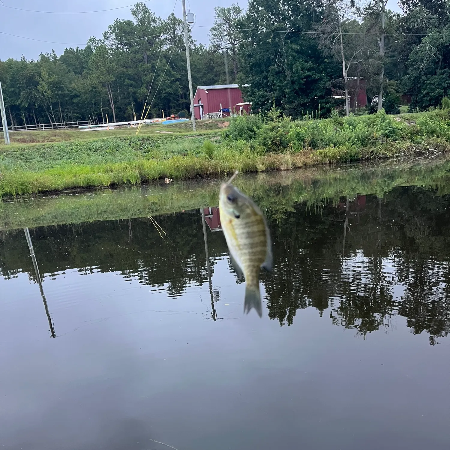 Bluegill caught on Fishbrain