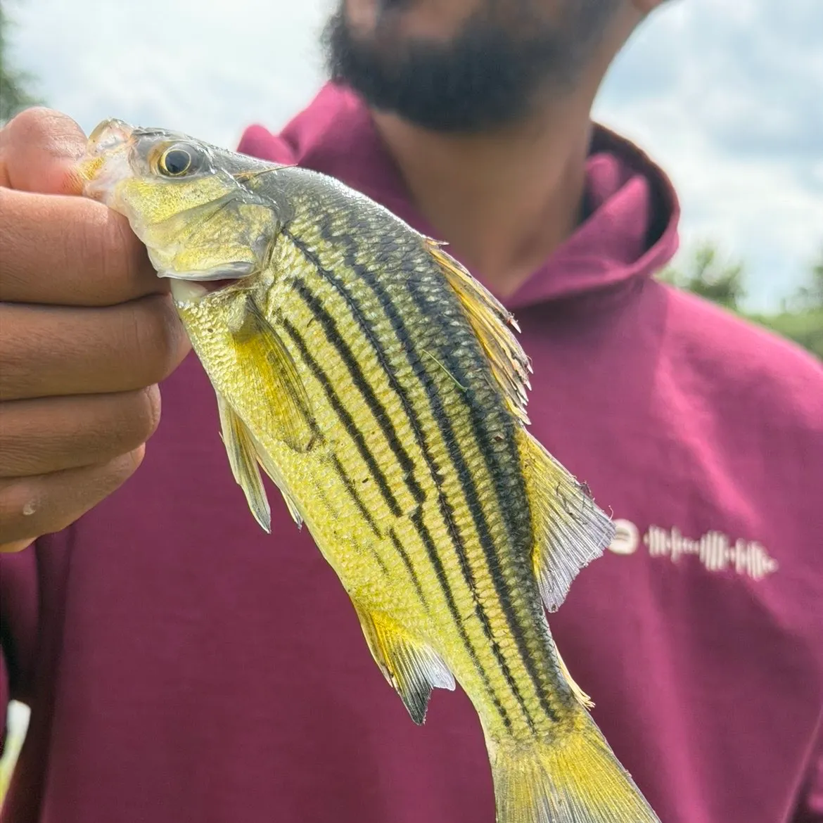 Yellow bass caught on Fishbrain