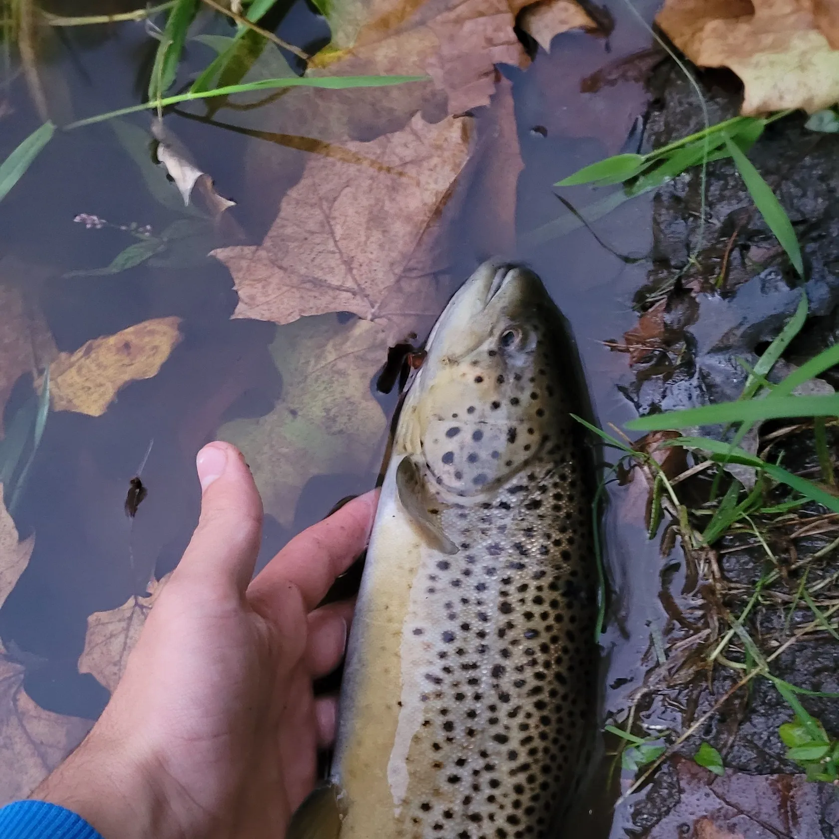 Brown trout caught on Fishbrain