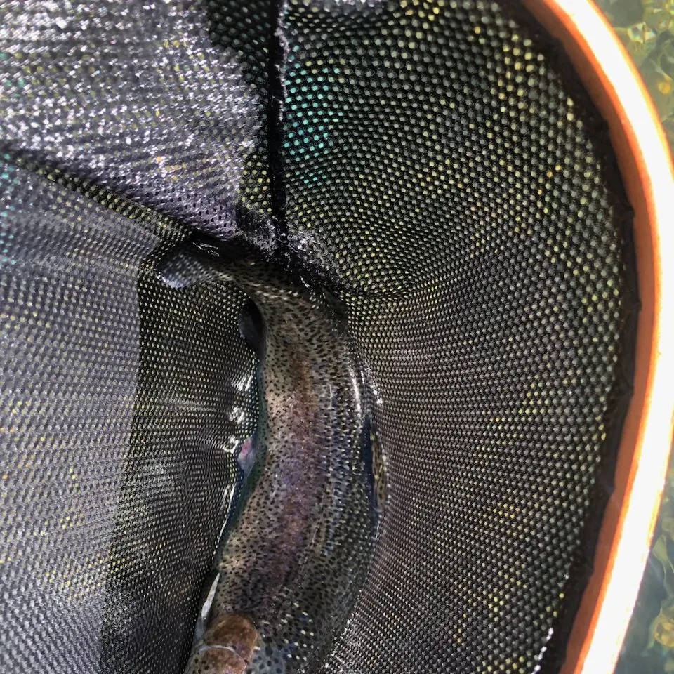 Rainbow trout caught on Fishbrain