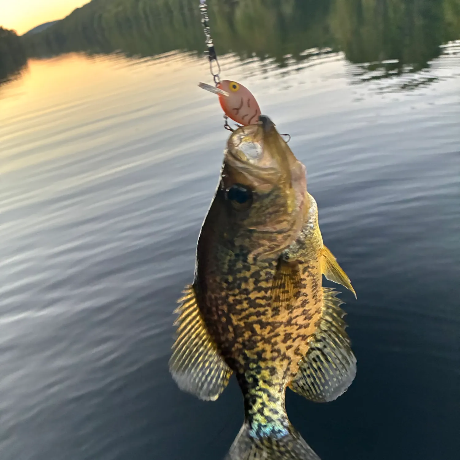 Black crappie caught on Fishbrain