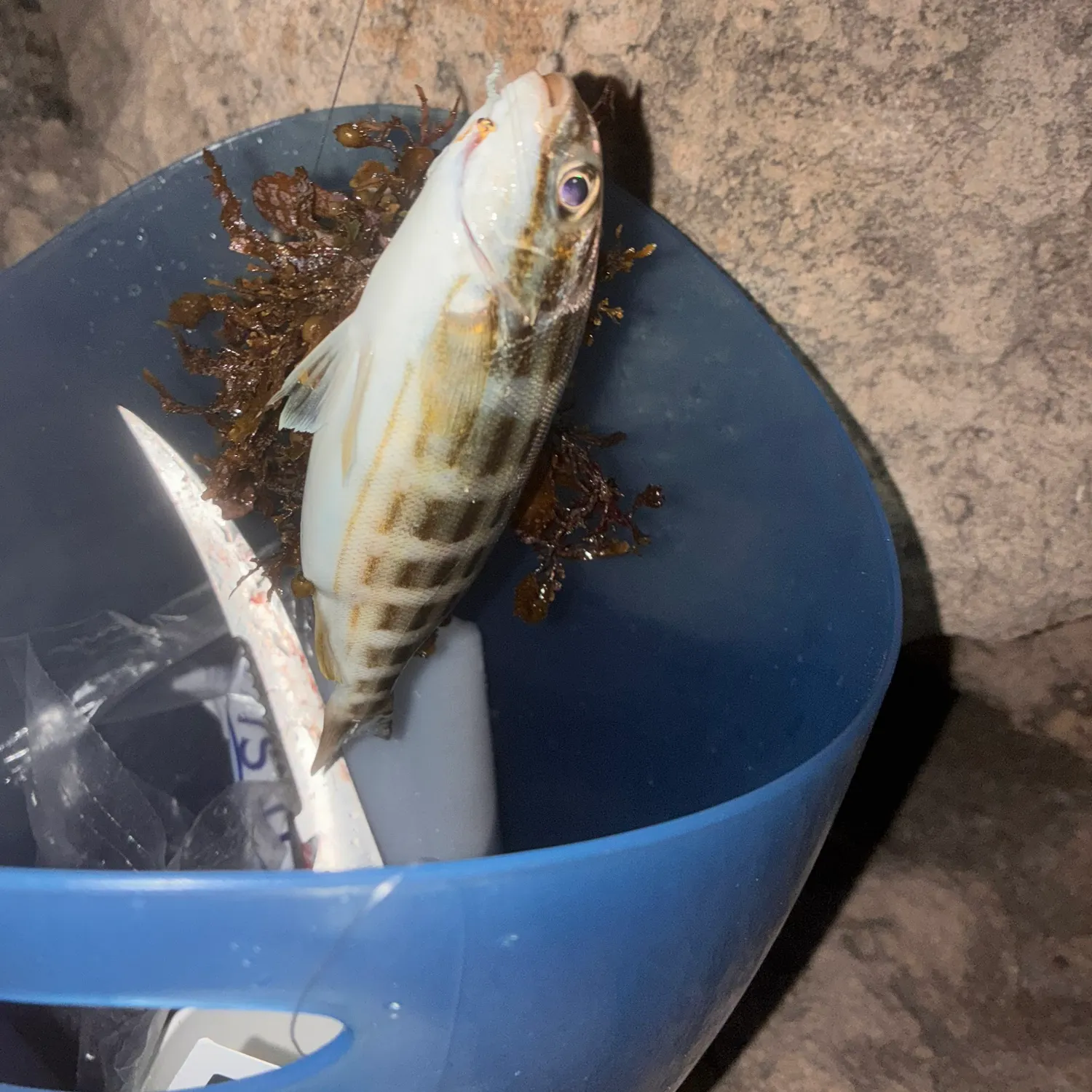 Western striped grunter caught on Fishbrain