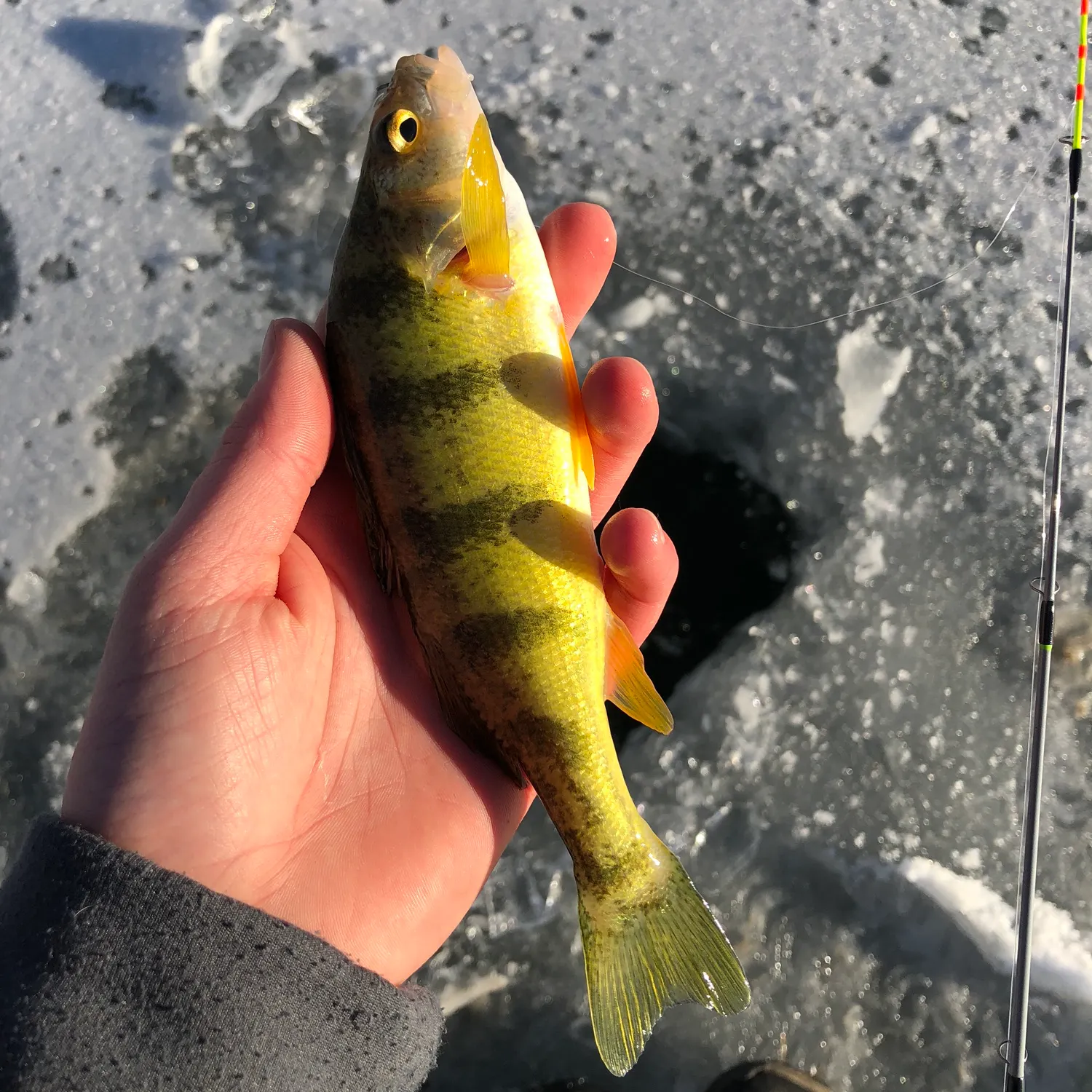 The most recent Yellow perch catches on Fishbrain