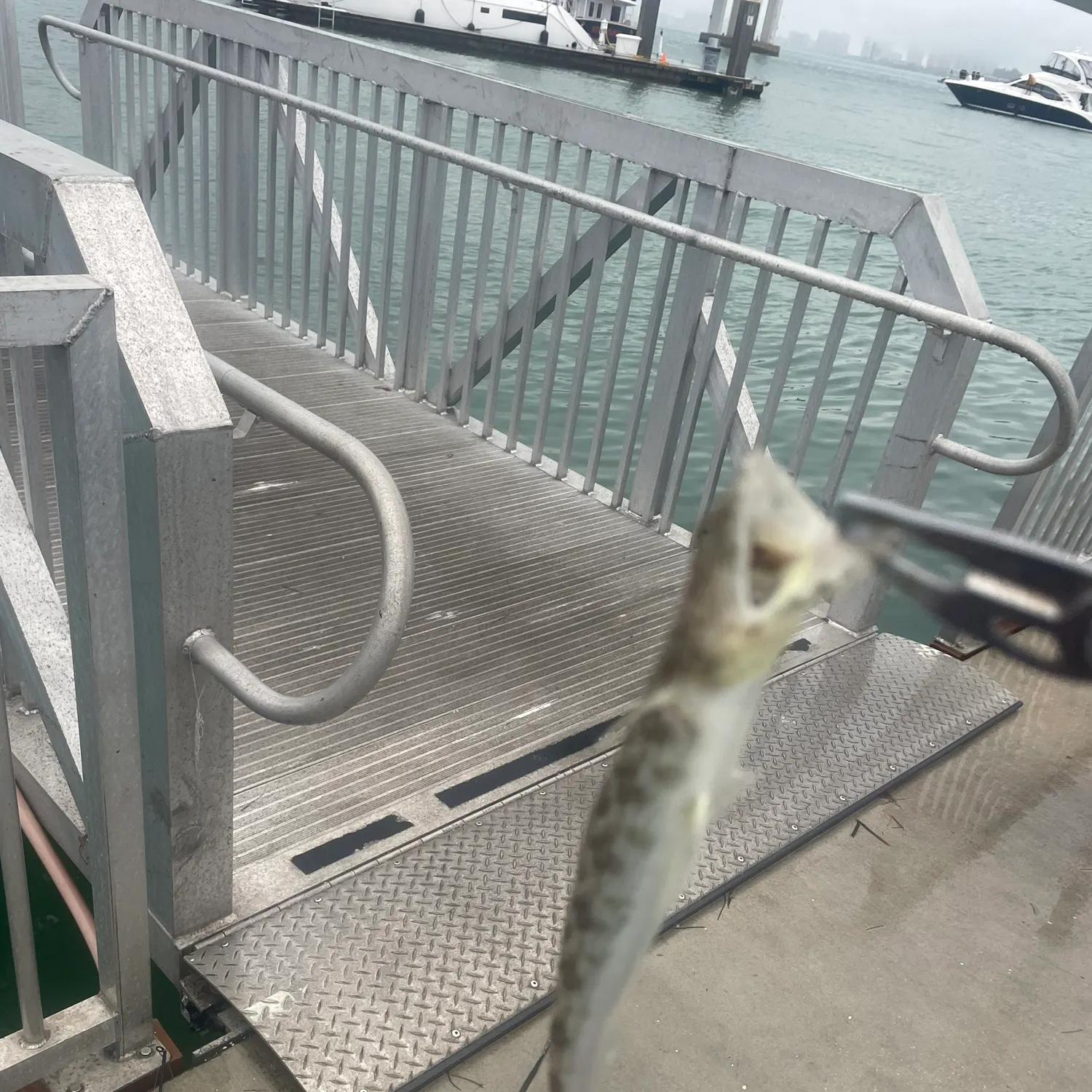 The most recent Inshore lizardfish catches on Fishbrain