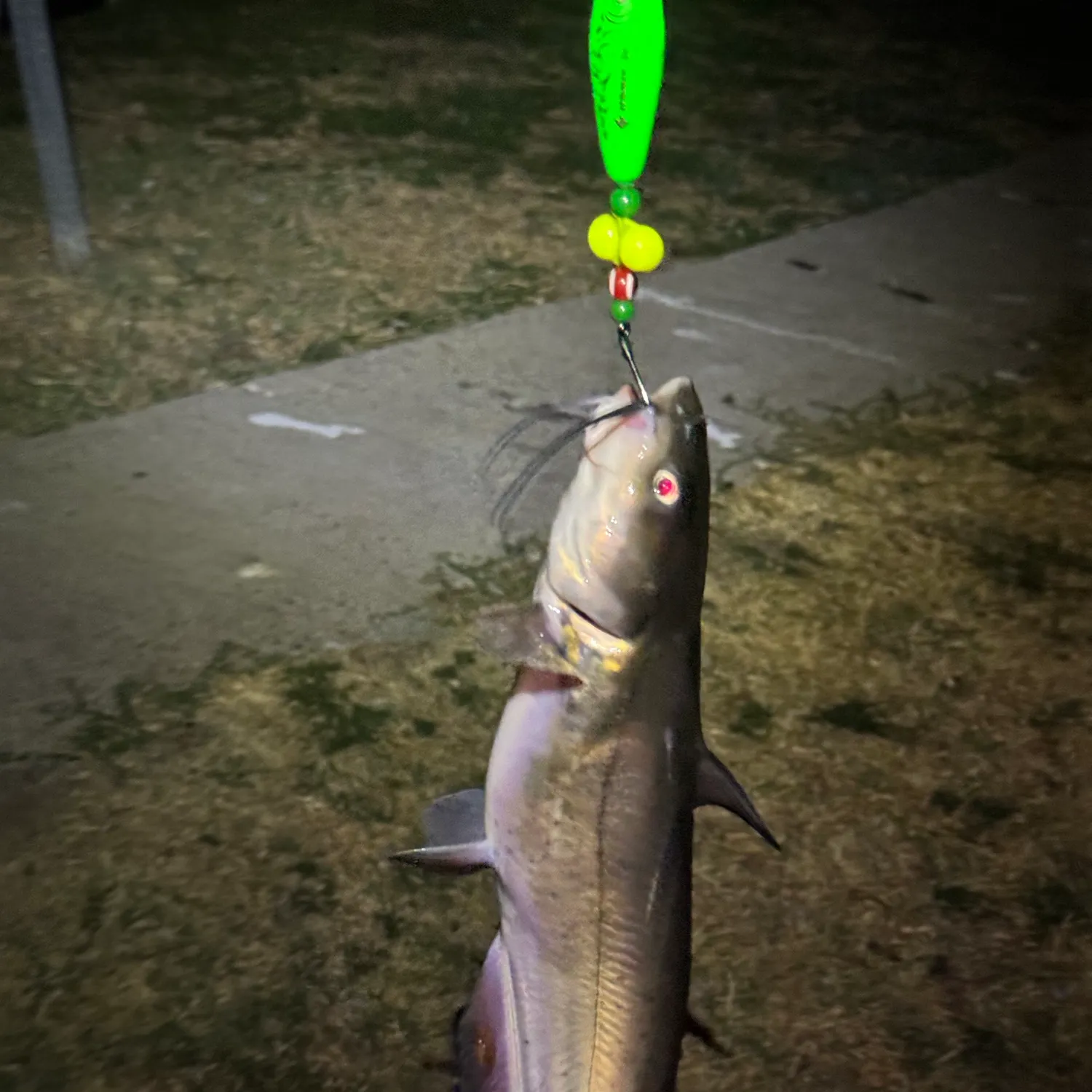 Channel catfish caught on Fishbrain