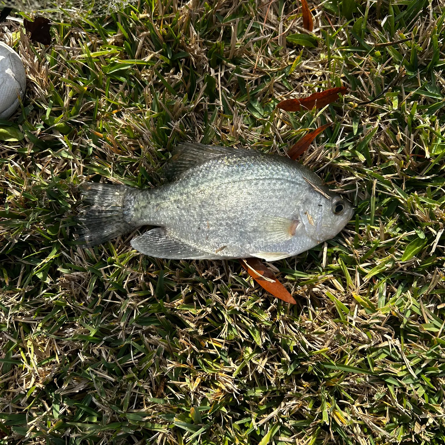 The most recent Atlantic blue marlin catches on Fishbrain