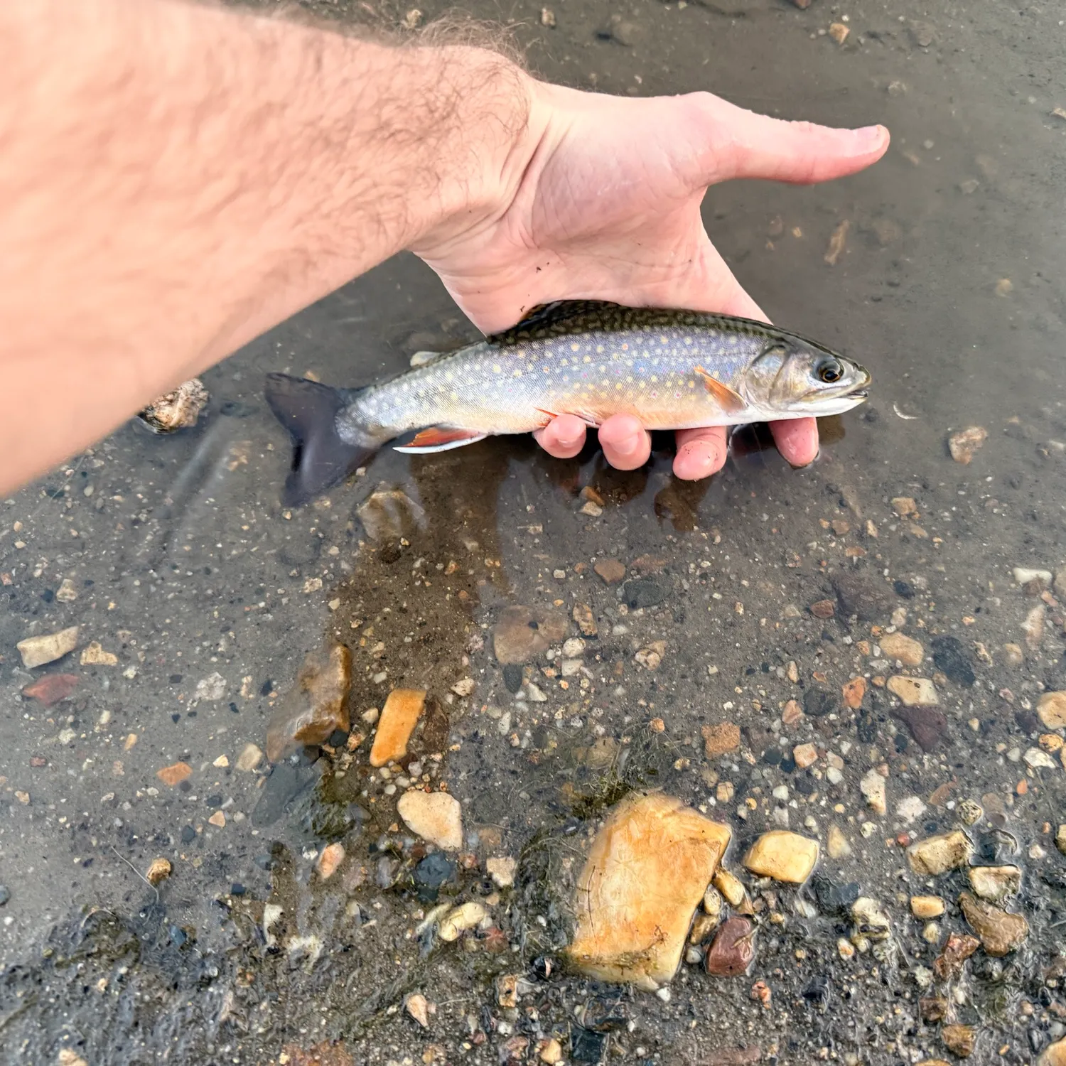 Brook trout caught on Fishbrain