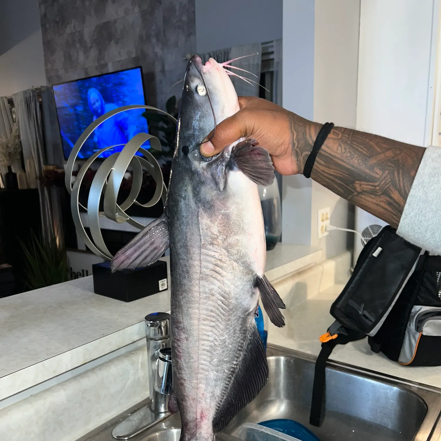 Blue catfish caught on Fishbrain