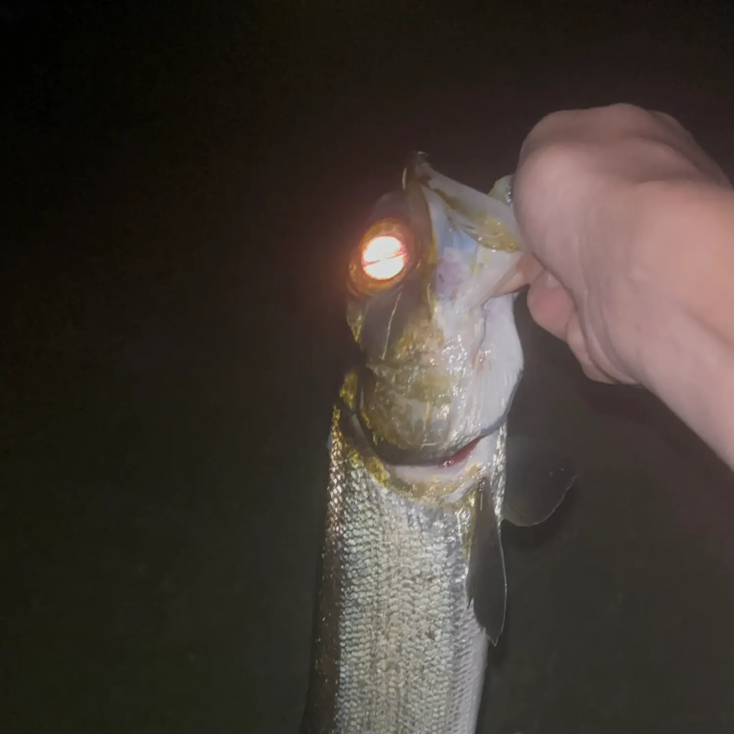 The most recent Ladyfish catches on Fishbrain