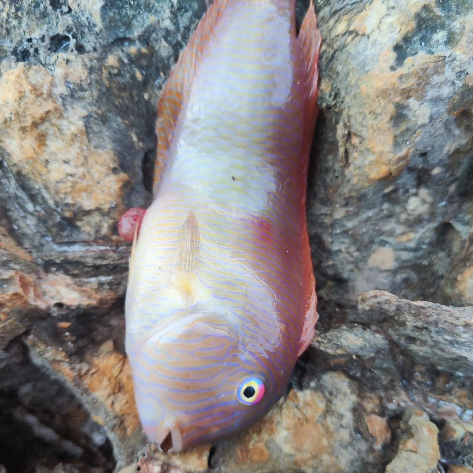 The most recent Pearly razorfish catches on Fishbrain
