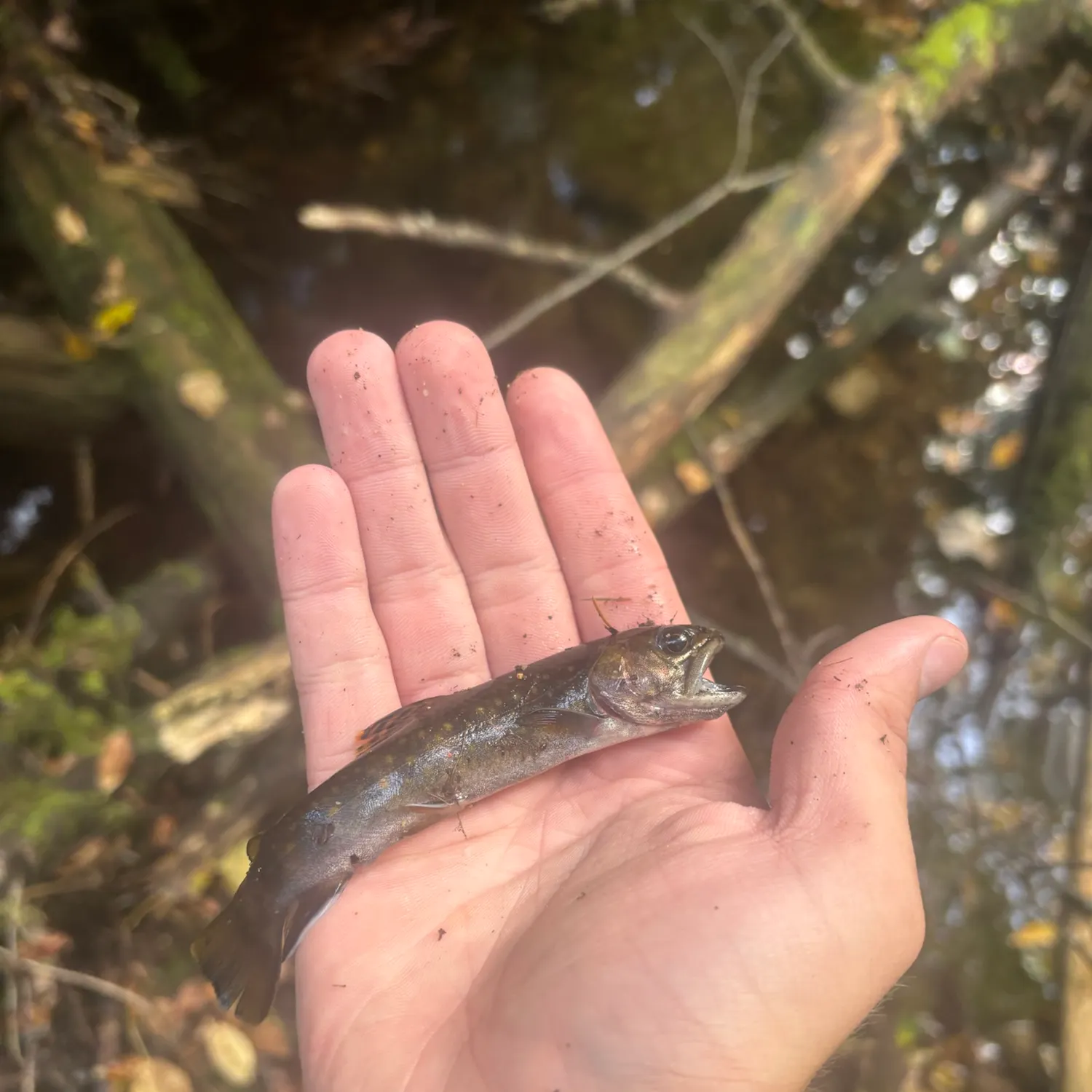 Brook trout caught on Fishbrain
