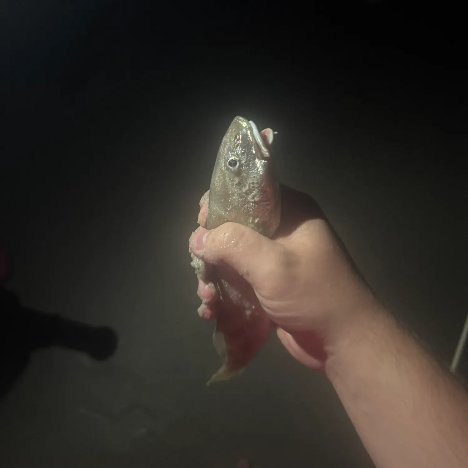 The most recent Pacific whiting catches on Fishbrain