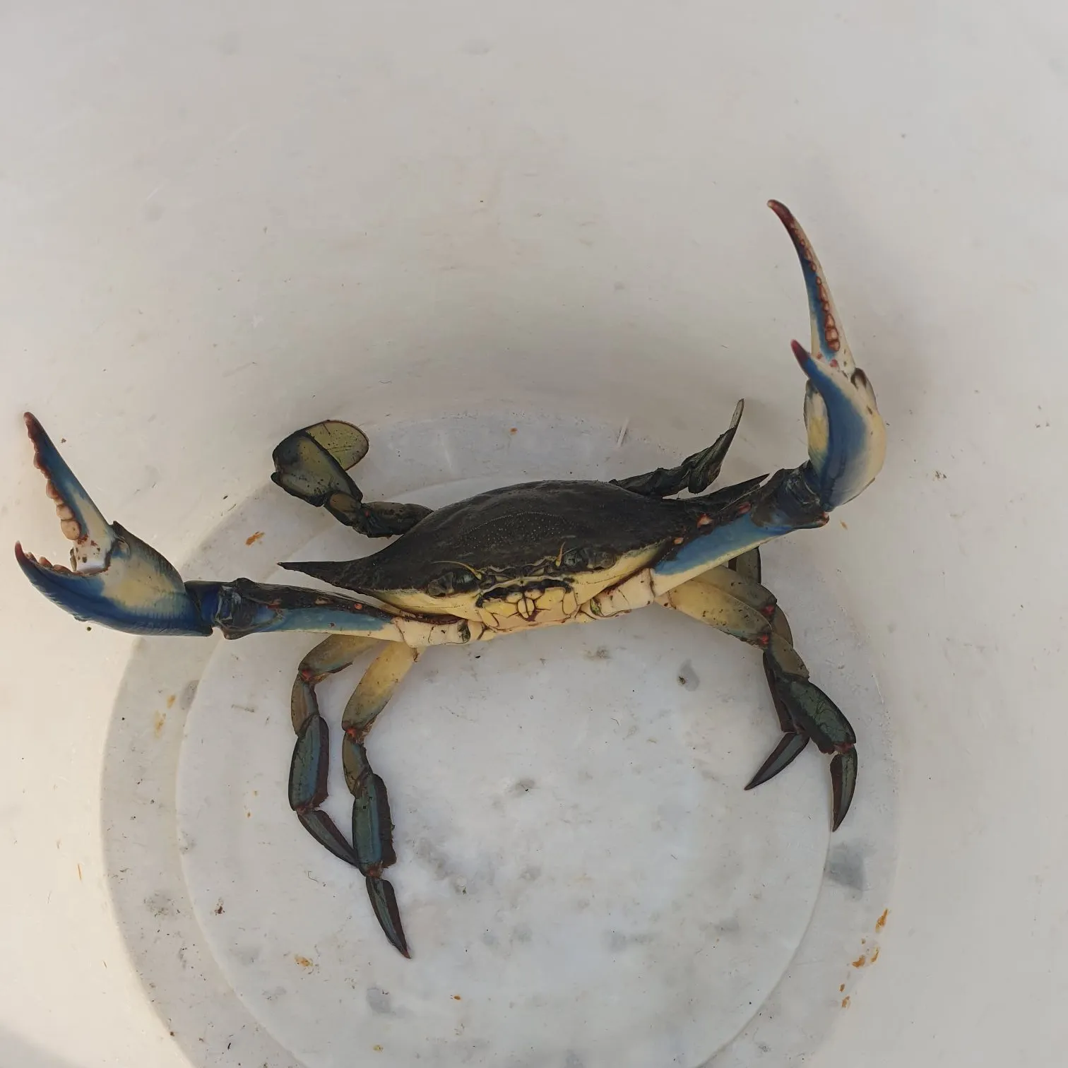 Blue crab caught on Fishbrain