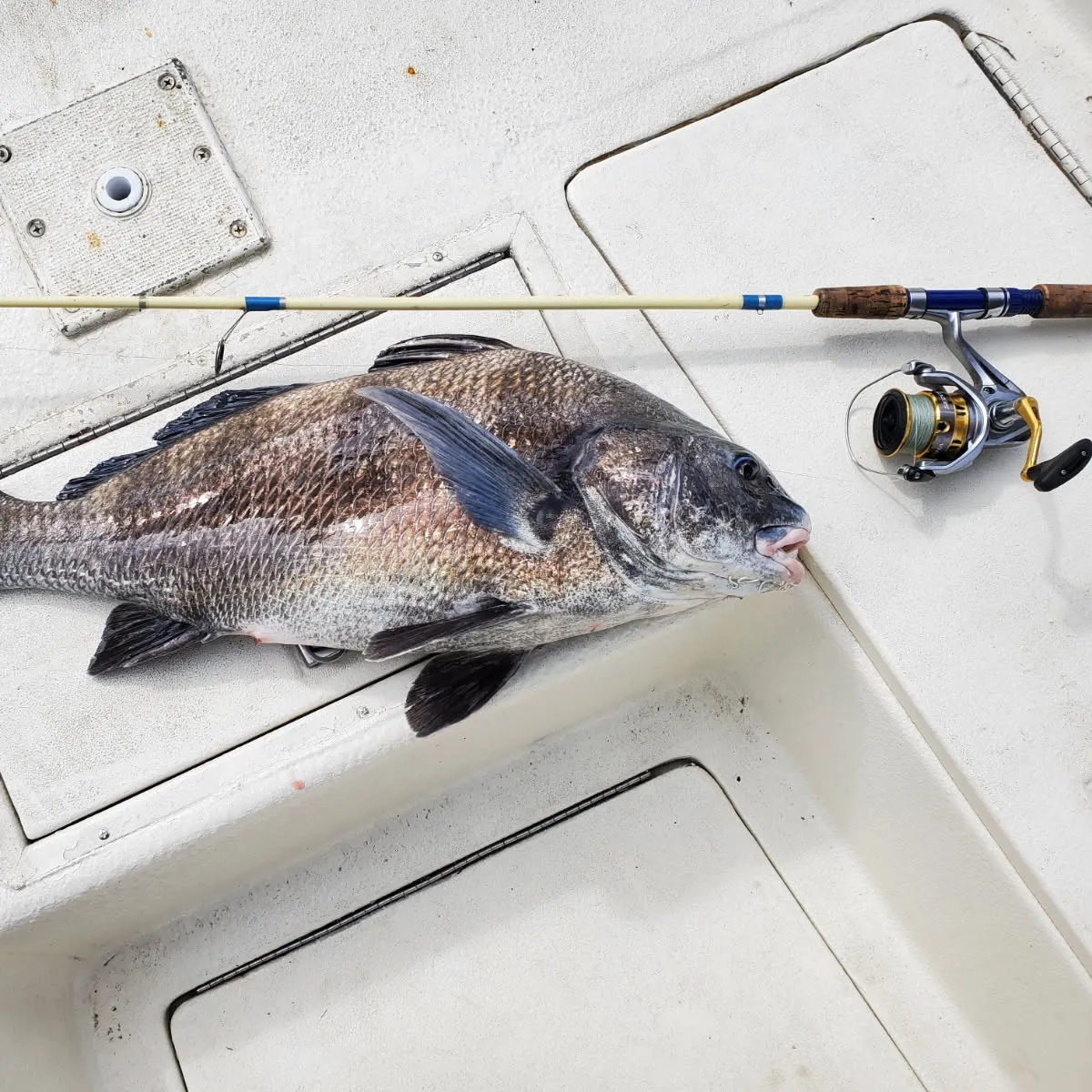 Black drum caught on Fishbrain