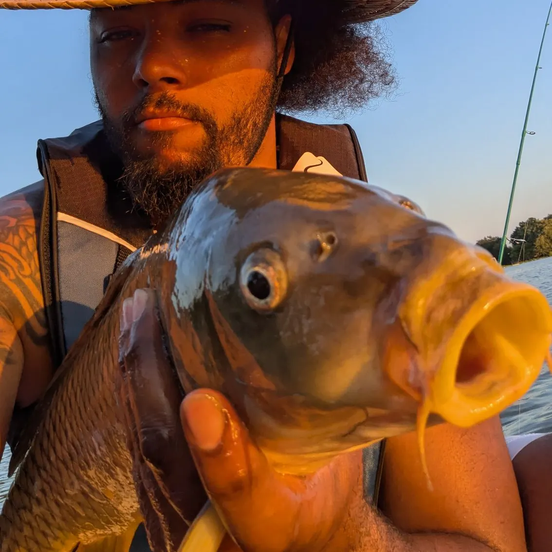 Mirror carp caught on Fishbrain