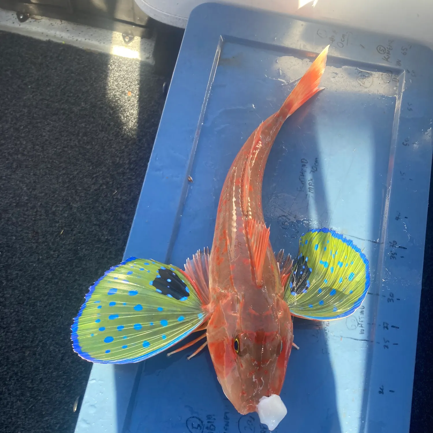 recently logged catches