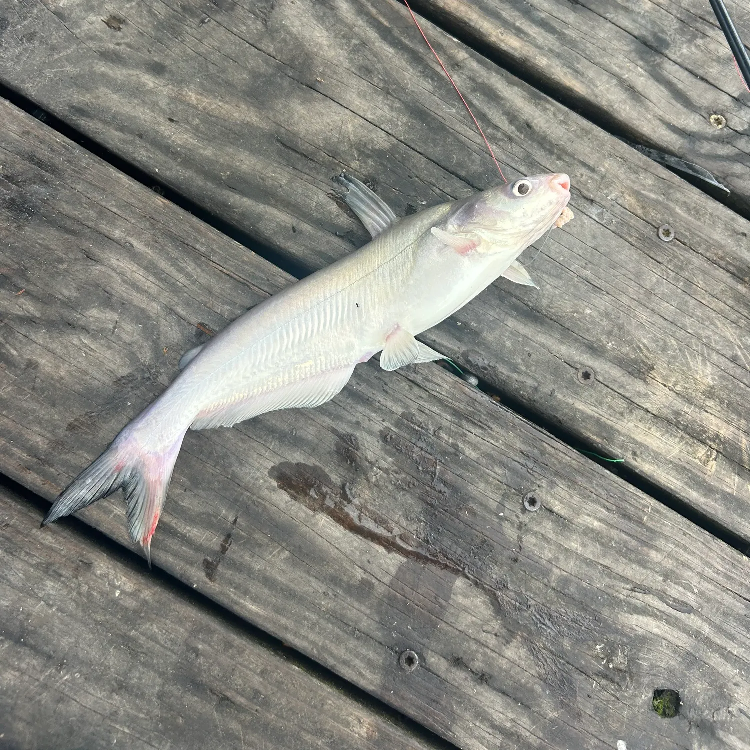 Blue catfish caught on Fishbrain