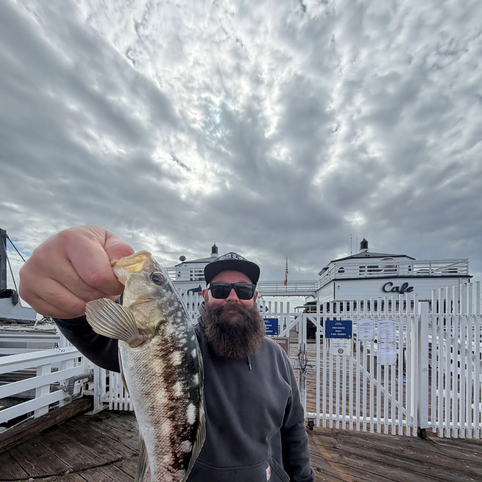 Kelp bass caught on Fishbrain