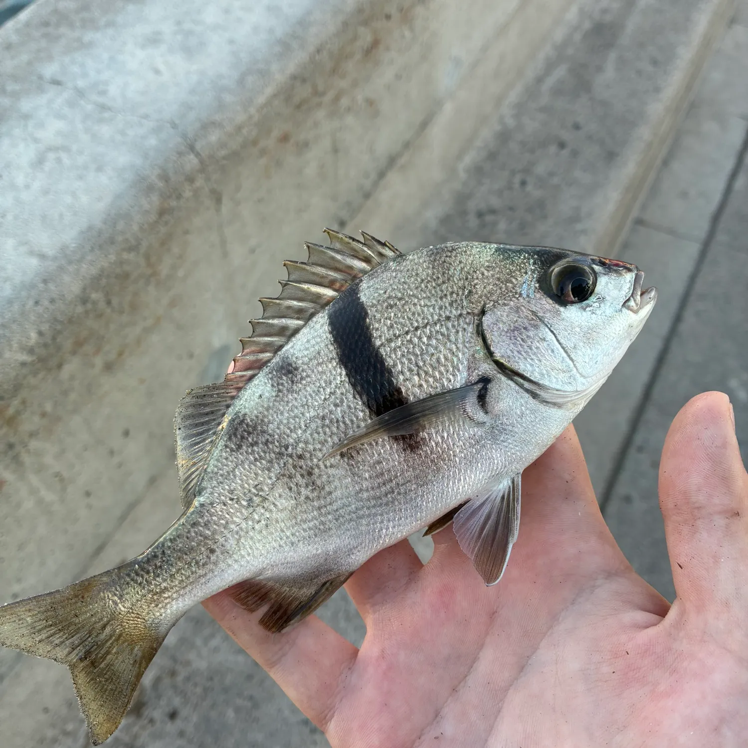 Sargo caught on Fishbrain