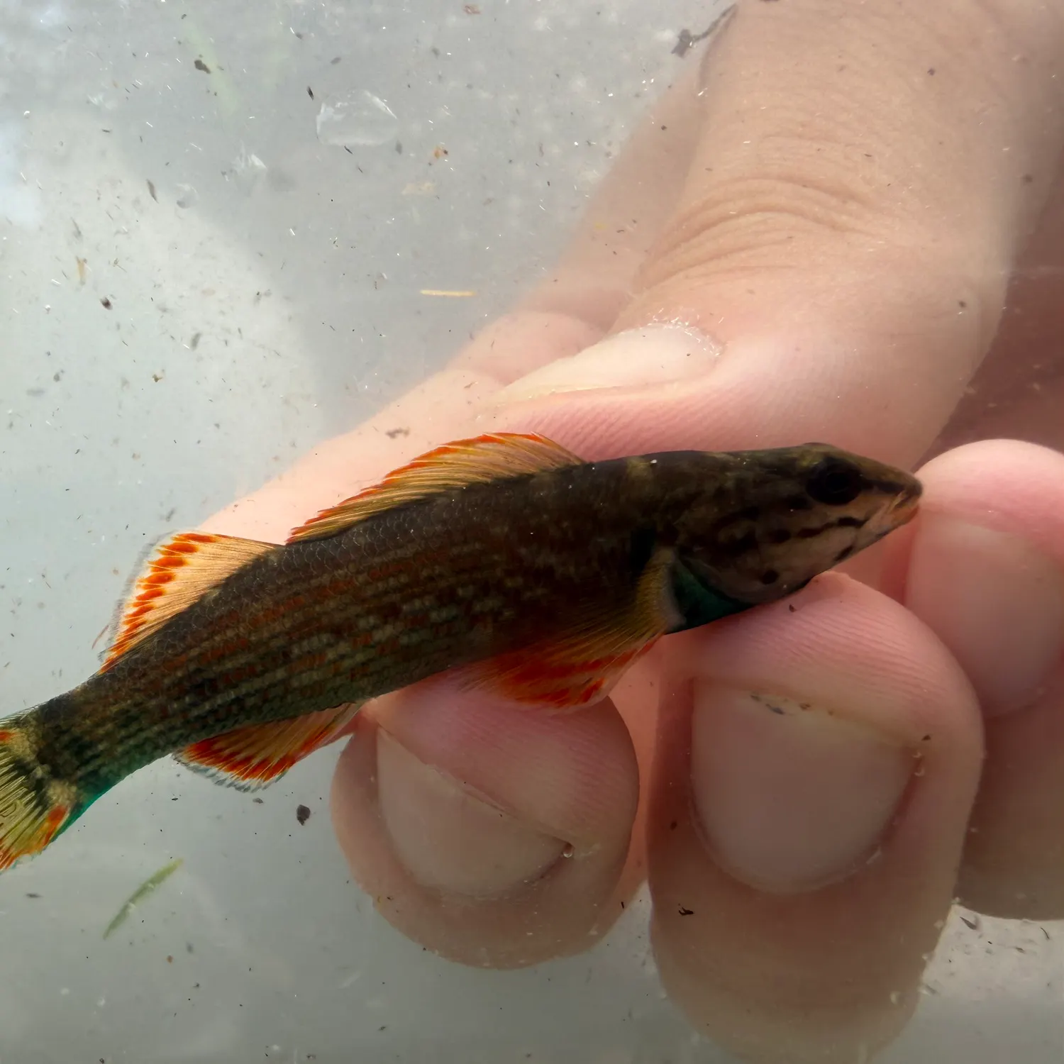 The most recent Redline darter catches on Fishbrain