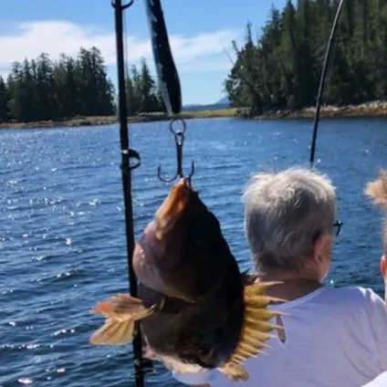 The most recent Quillback rockfish catches on Fishbrain