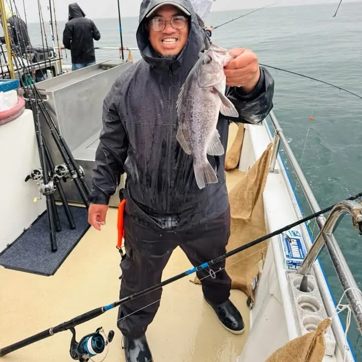 The most recent Black rockfish catches on Fishbrain