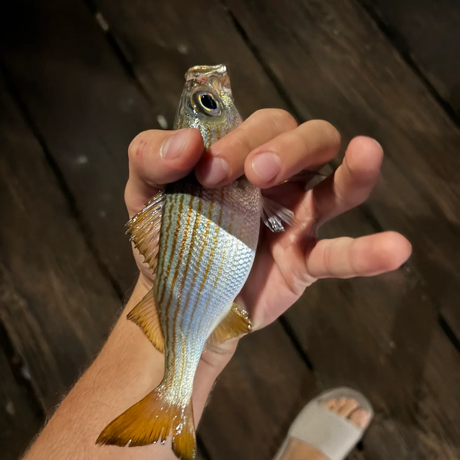 Californian salema caught on Fishbrain