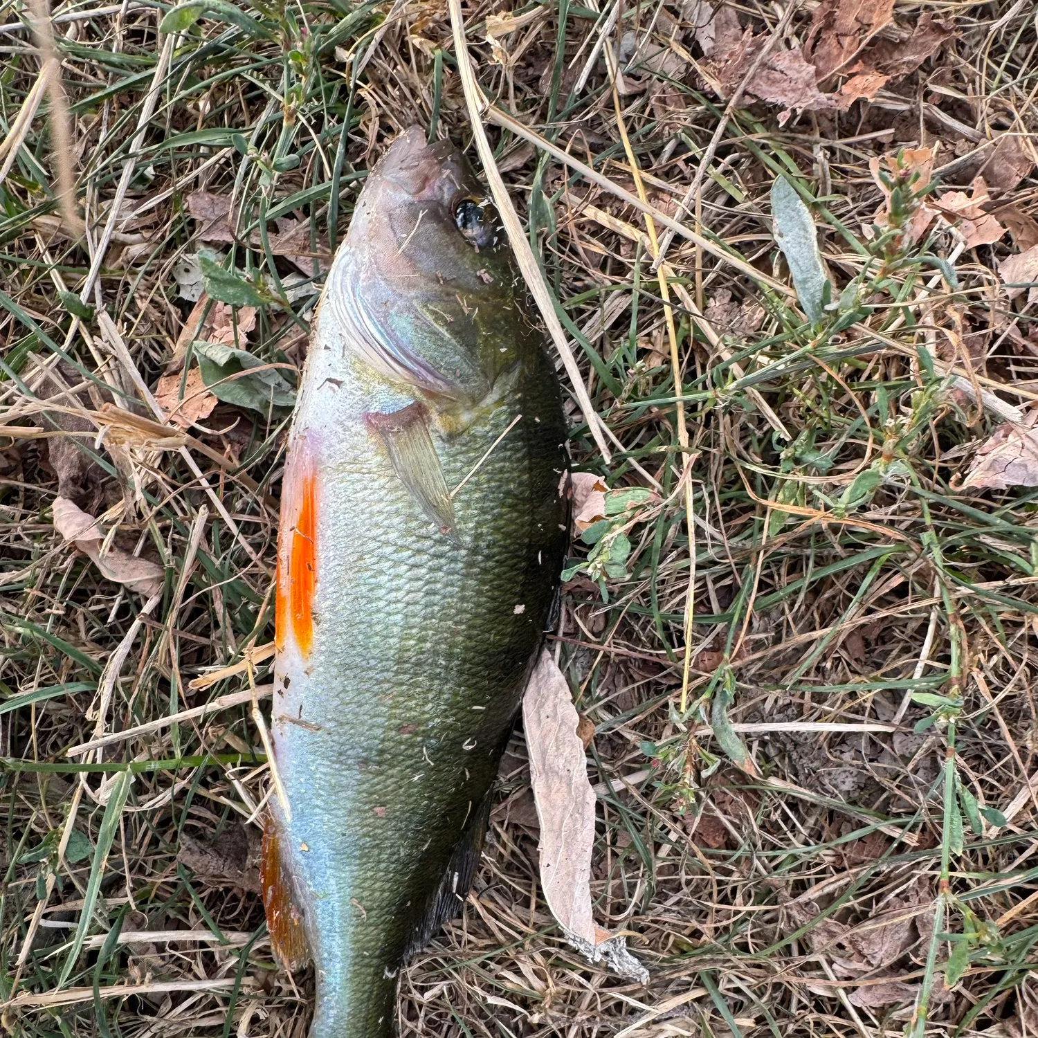 European perch caught on Fishbrain