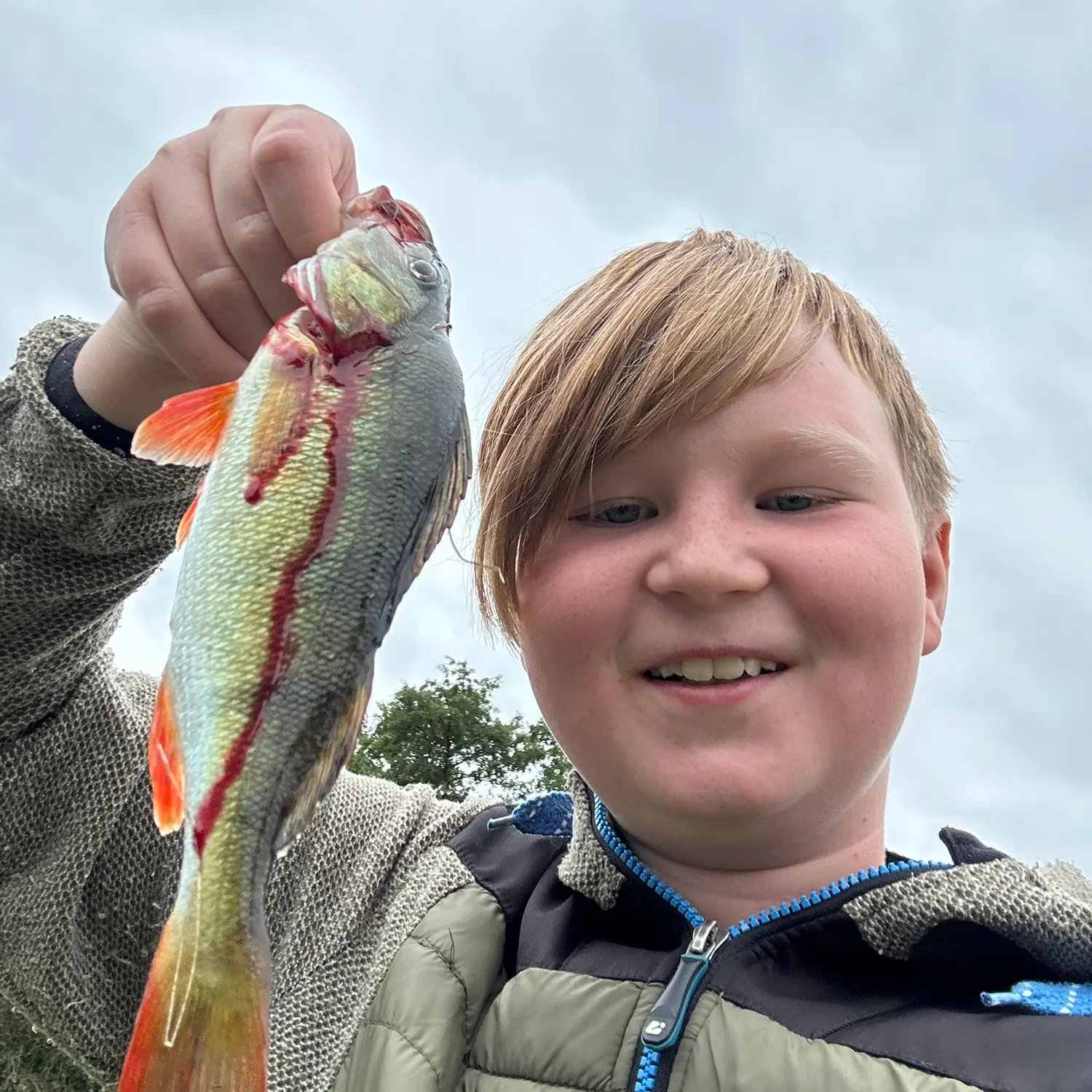European perch caught on Fishbrain