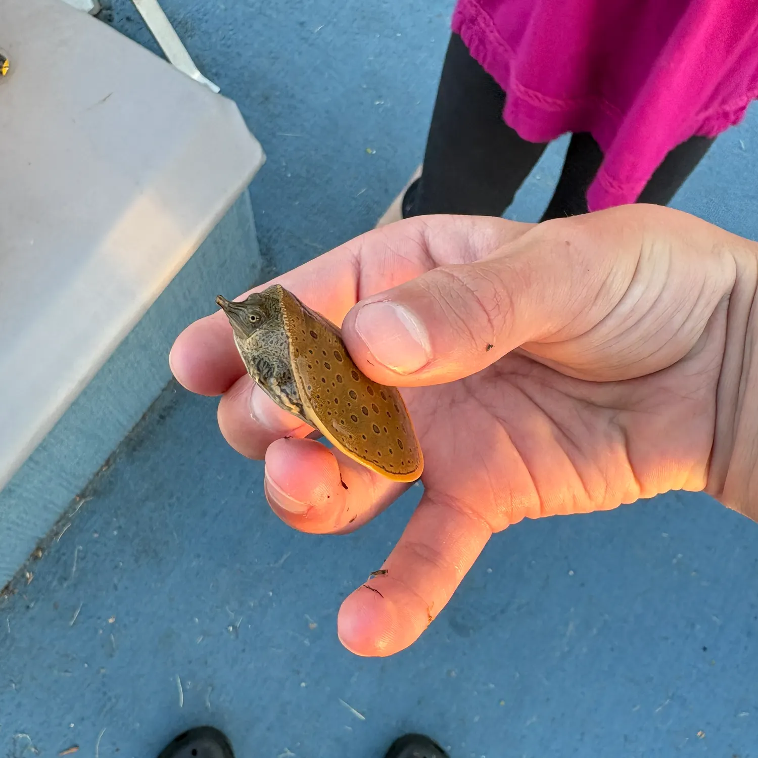 The most recent Spiny softshell turtle catches on Fishbrain