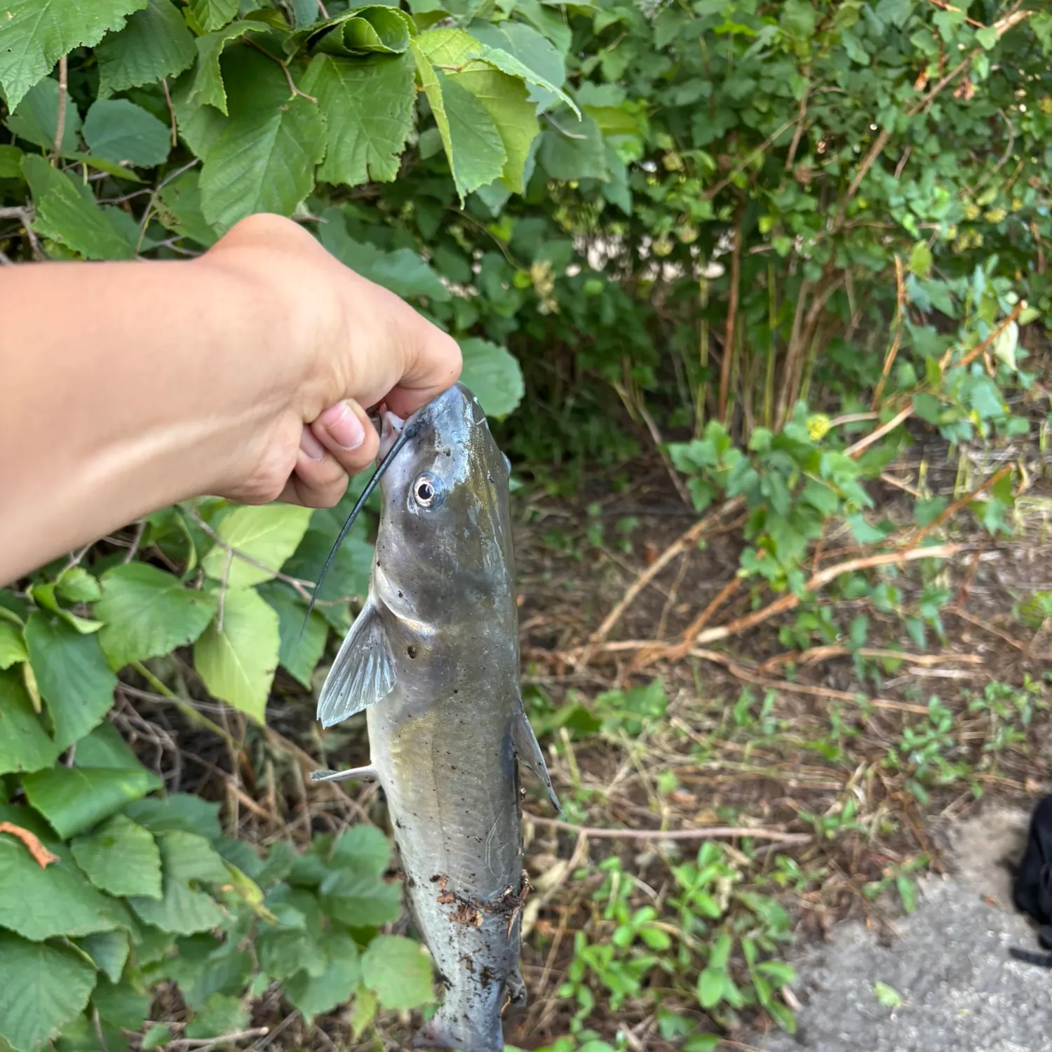 Channel catfish caught on Fishbrain