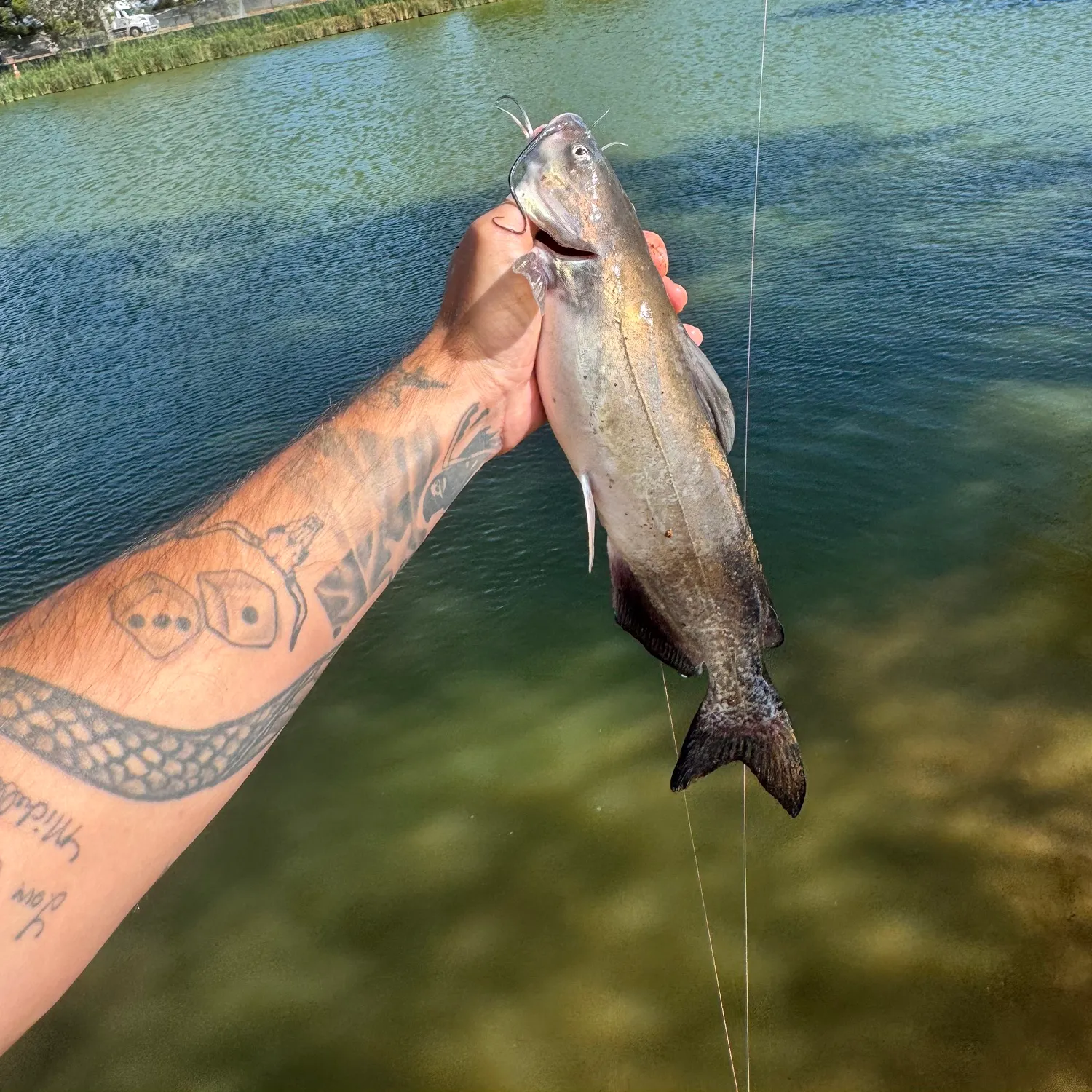 Channel catfish caught on Fishbrain