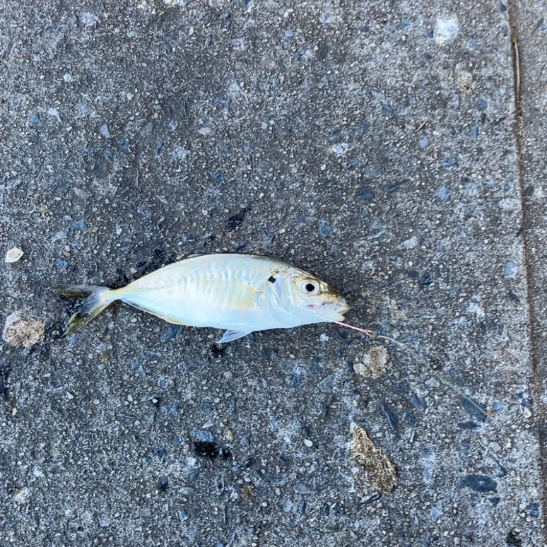 The most recent Yellowtail scad catches on Fishbrain