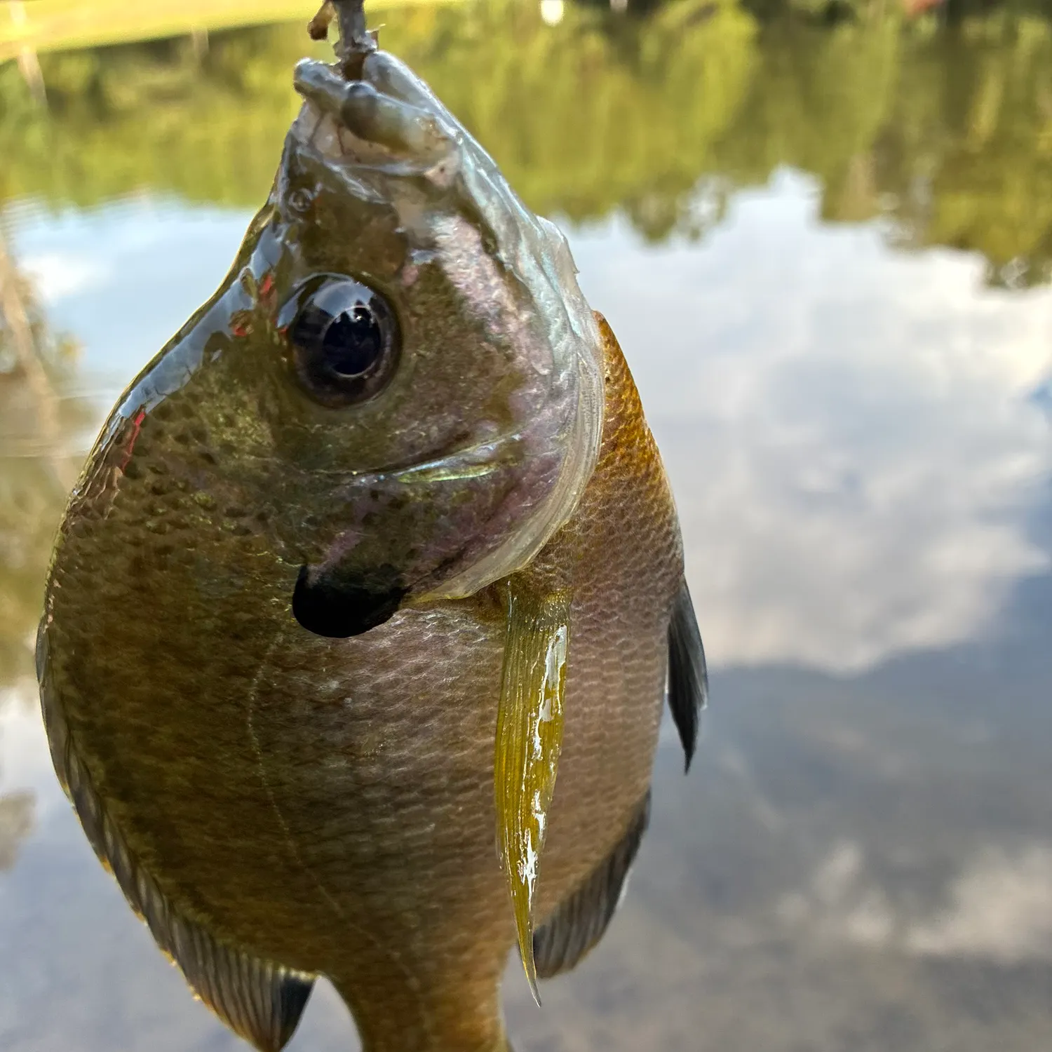 Bluegill caught on Fishbrain