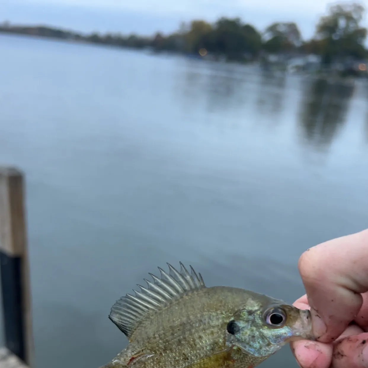 Bluegill caught on Fishbrain