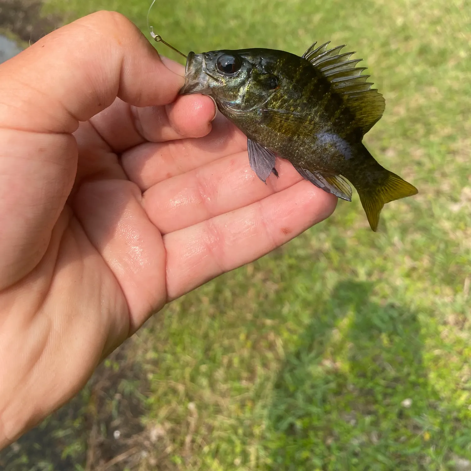 The most recent Wargill hybrid catches on Fishbrain
